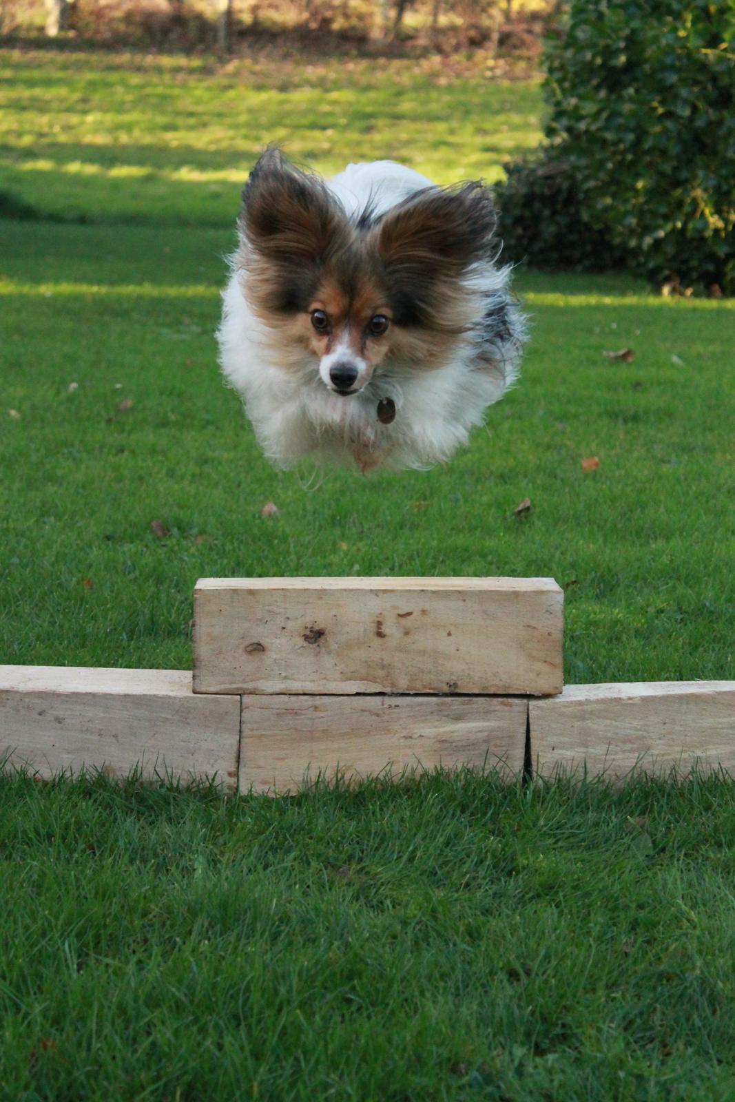 Papillon Vaks (den mad glade lort) billede 8