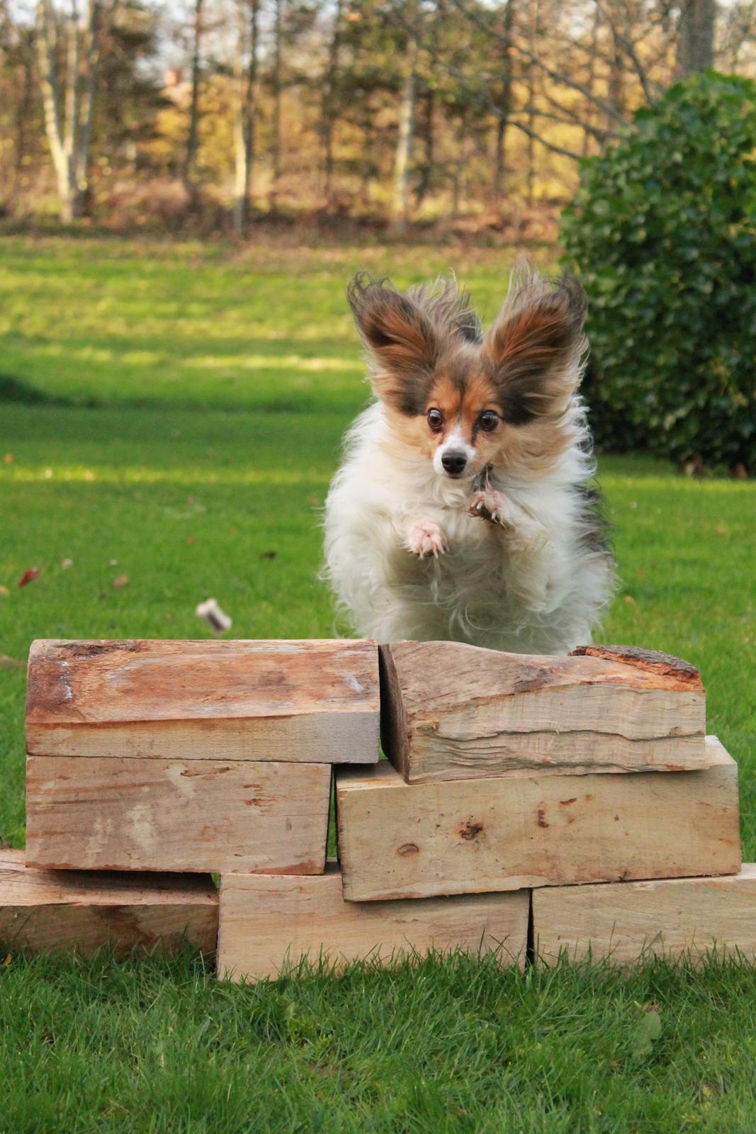 Papillon Vaks (den mad glade lort) billede 22