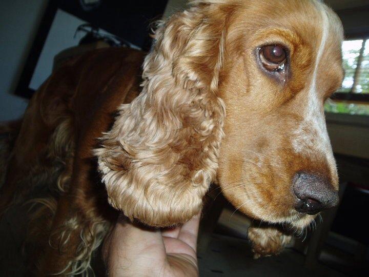 Cocker spaniel Sisse billede 2