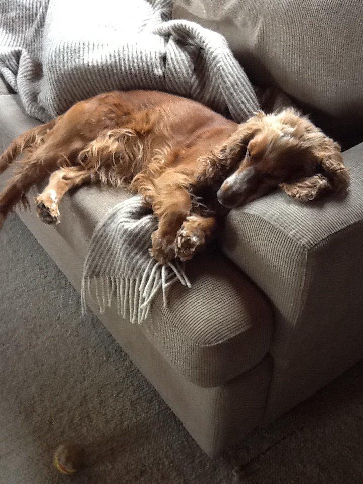 Cocker spaniel Sisse billede 1