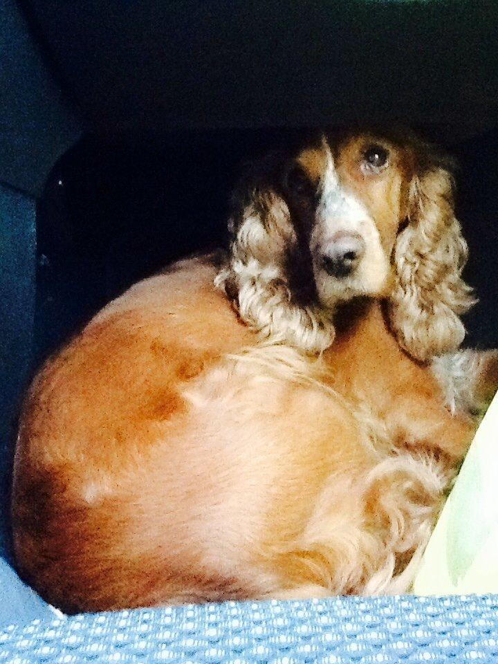 Cocker spaniel Sisse billede 3