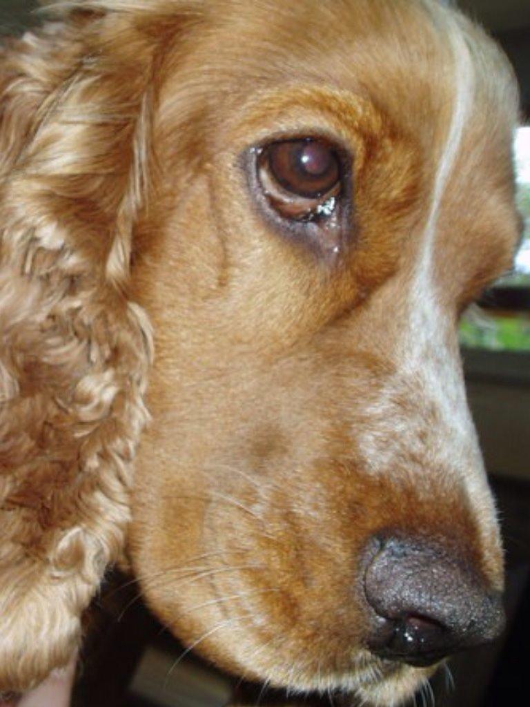 Cocker spaniel Sisse billede 4