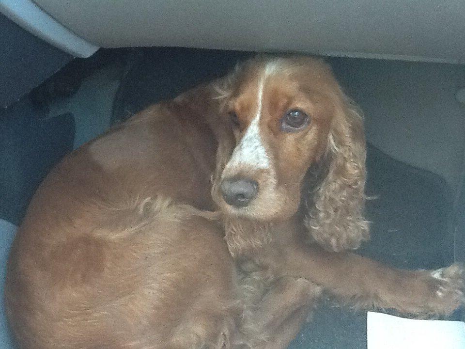 Cocker spaniel Sisse billede 5