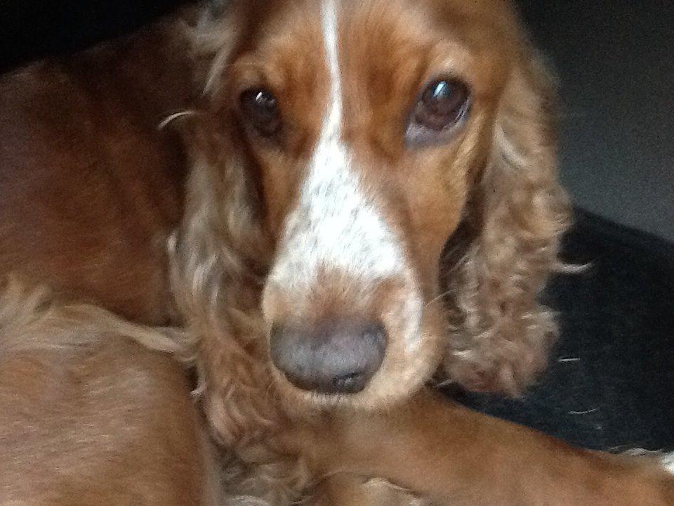 Cocker spaniel Sisse billede 6