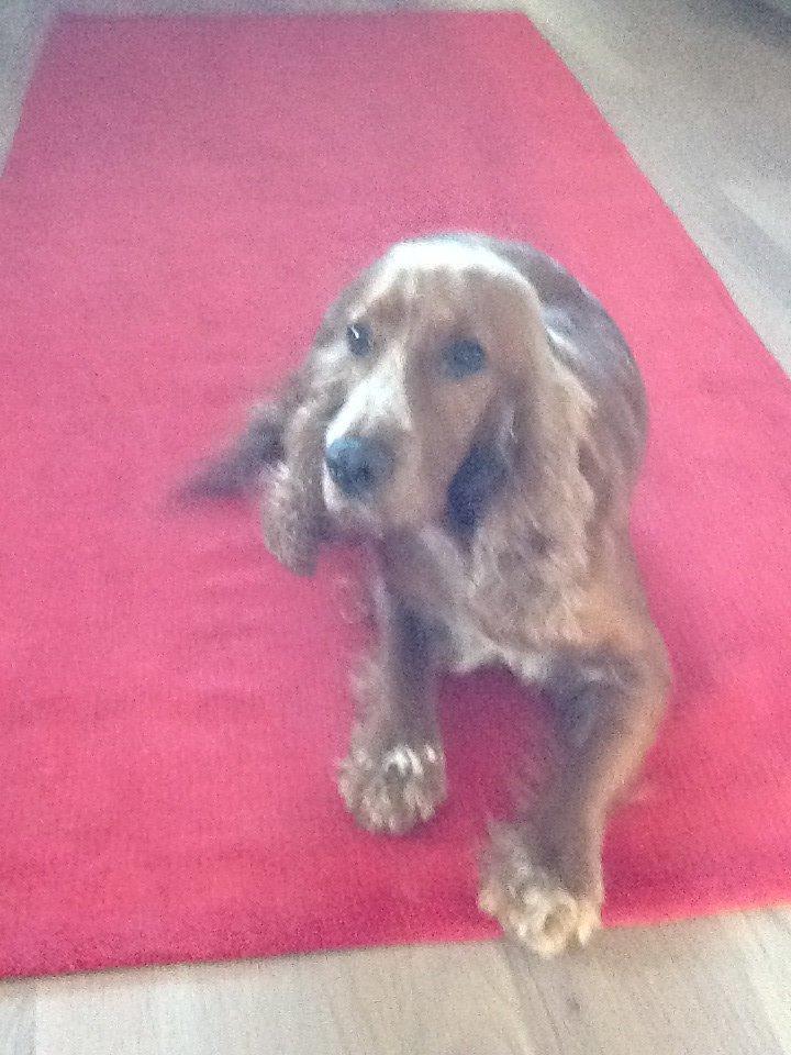 Cocker spaniel Sisse billede 7