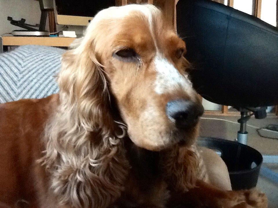 Cocker spaniel Sisse billede 8