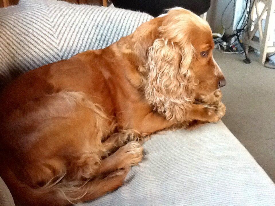 Cocker spaniel Sisse billede 9