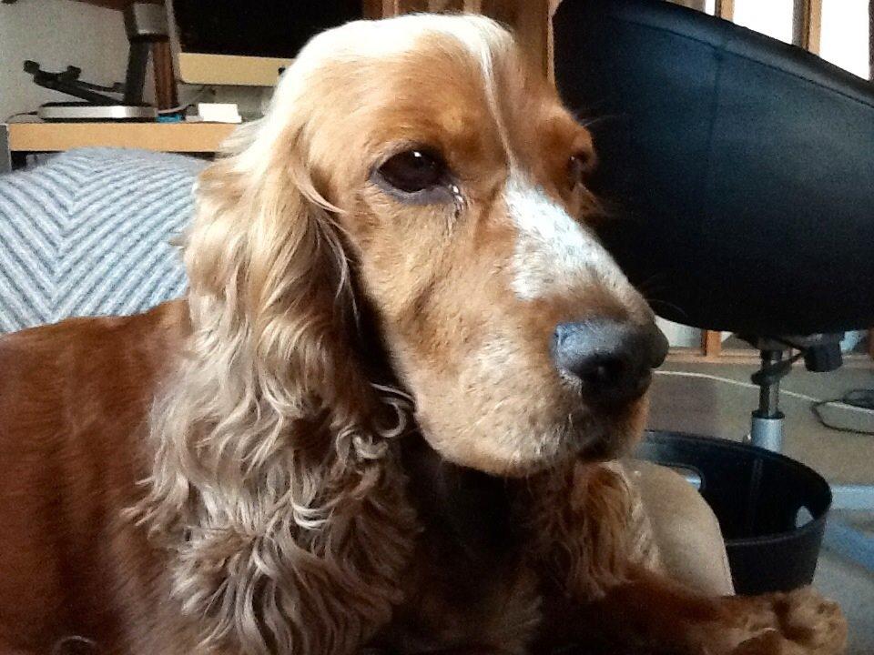 Cocker spaniel Sisse billede 10