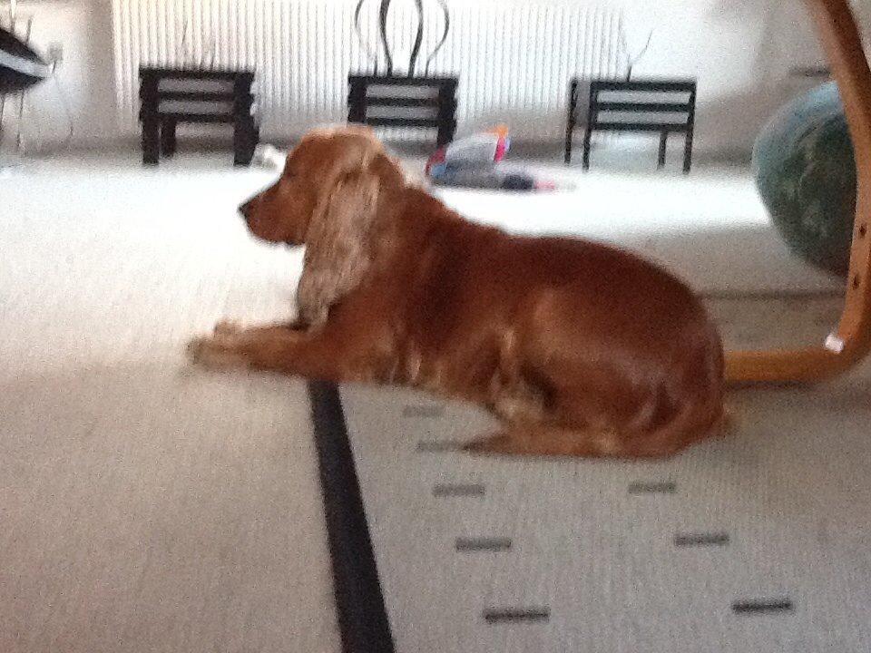 Cocker spaniel Sisse billede 12