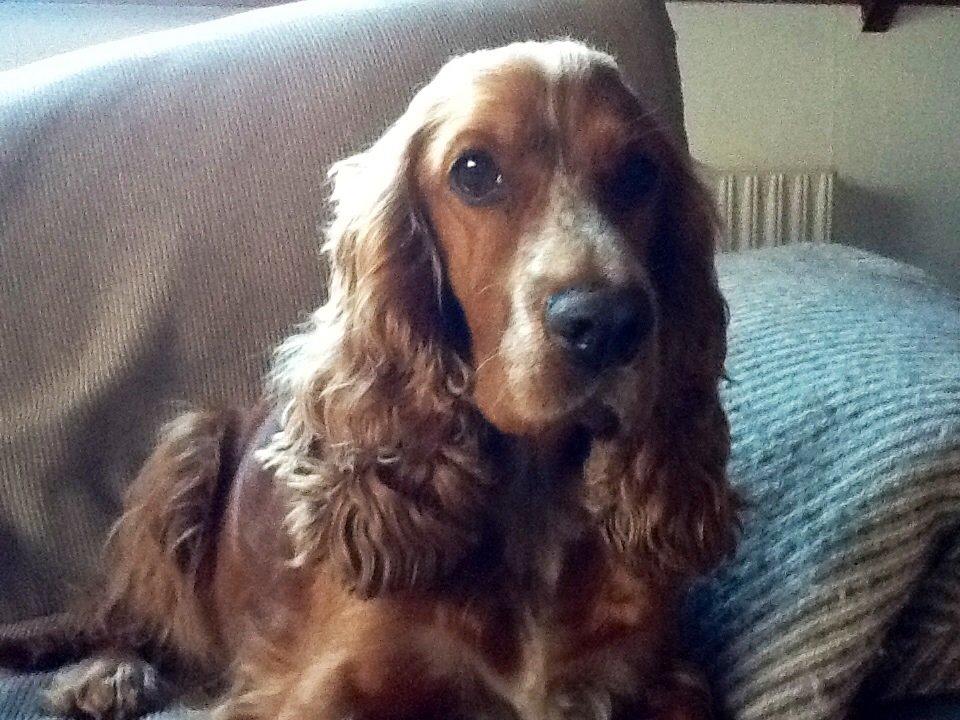 Cocker spaniel Sisse billede 13