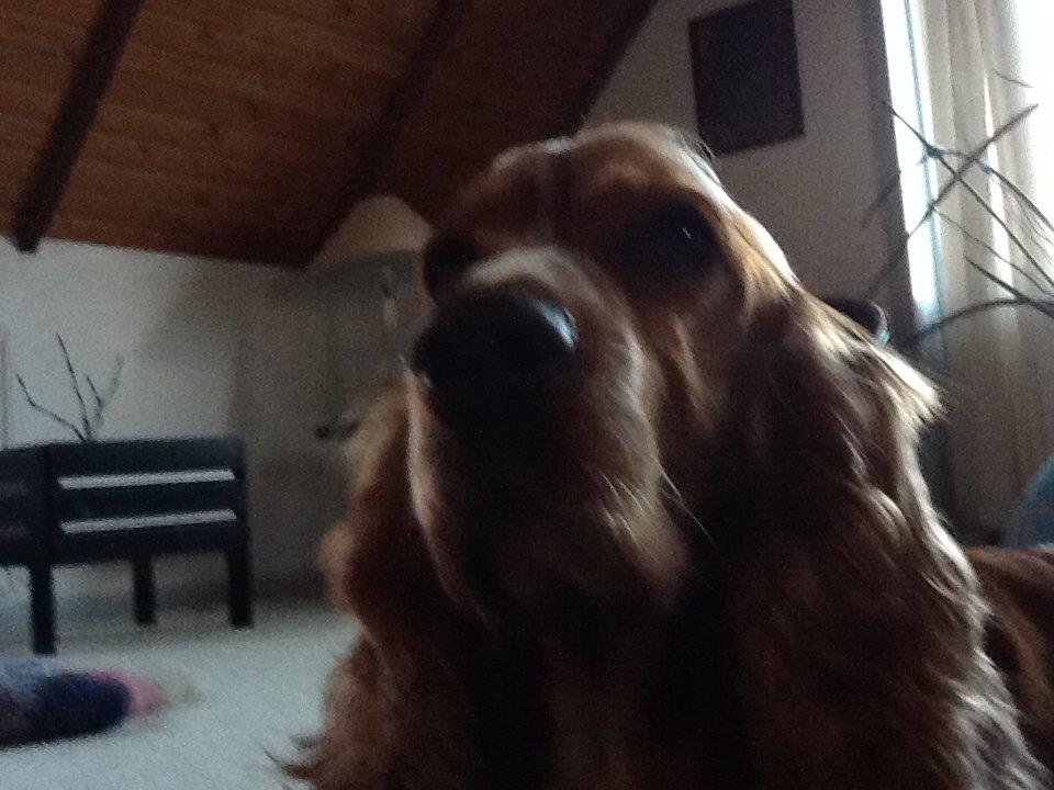 Cocker spaniel Sisse billede 11