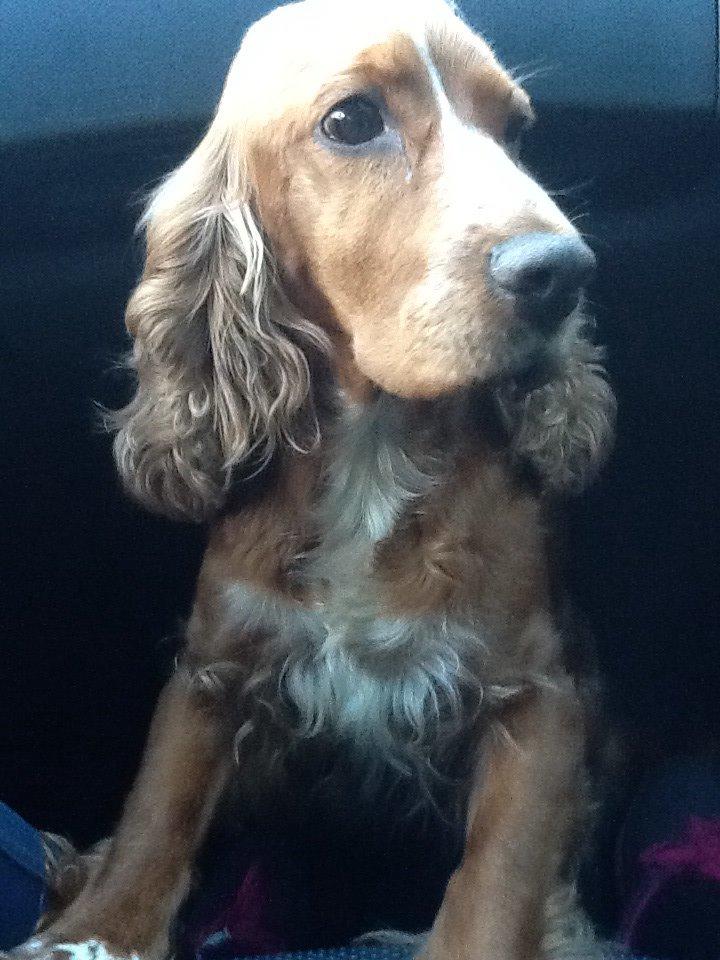 Cocker spaniel Sisse billede 14