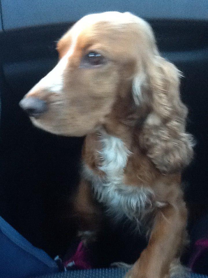 Cocker spaniel Sisse billede 15