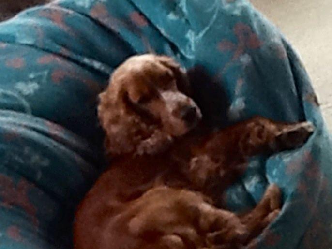 Cocker spaniel Sisse billede 16