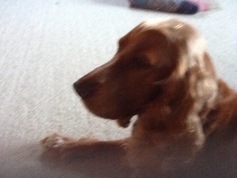 Cocker spaniel Sisse billede 17