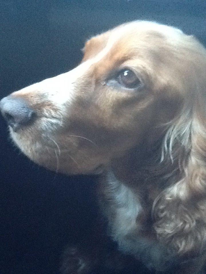 Cocker spaniel Sisse billede 18