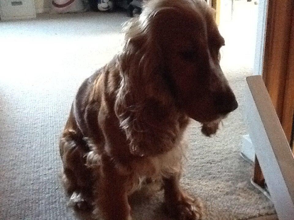 Cocker spaniel Sisse billede 20