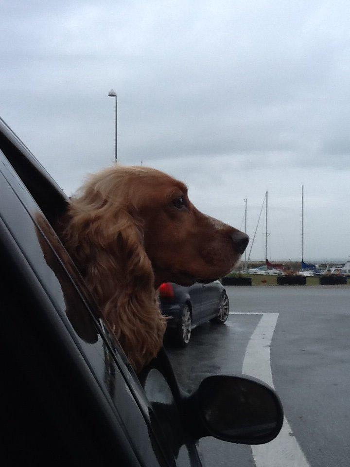 Cocker spaniel Sisse billede 21