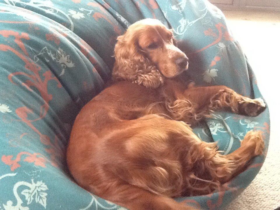 Cocker spaniel Sisse billede 22