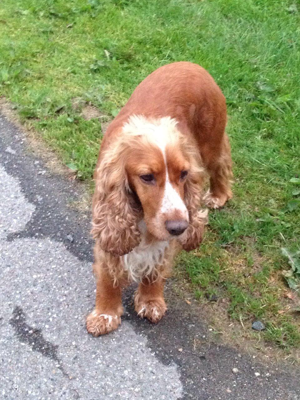 Cocker spaniel Sisse billede 23