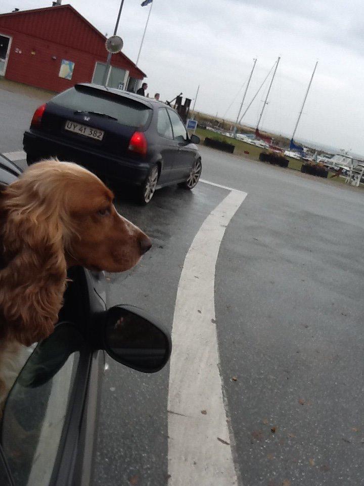 Cocker spaniel Sisse billede 24