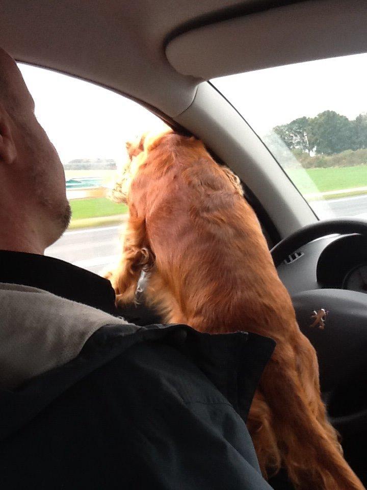 Cocker spaniel Sisse billede 25