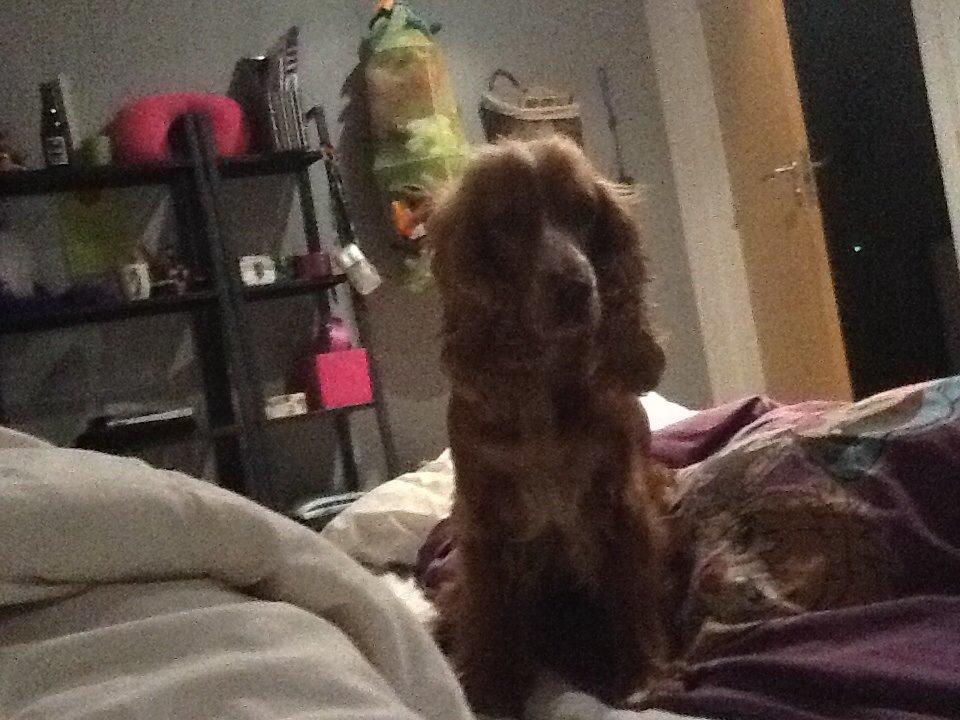 Cocker spaniel Sisse billede 26