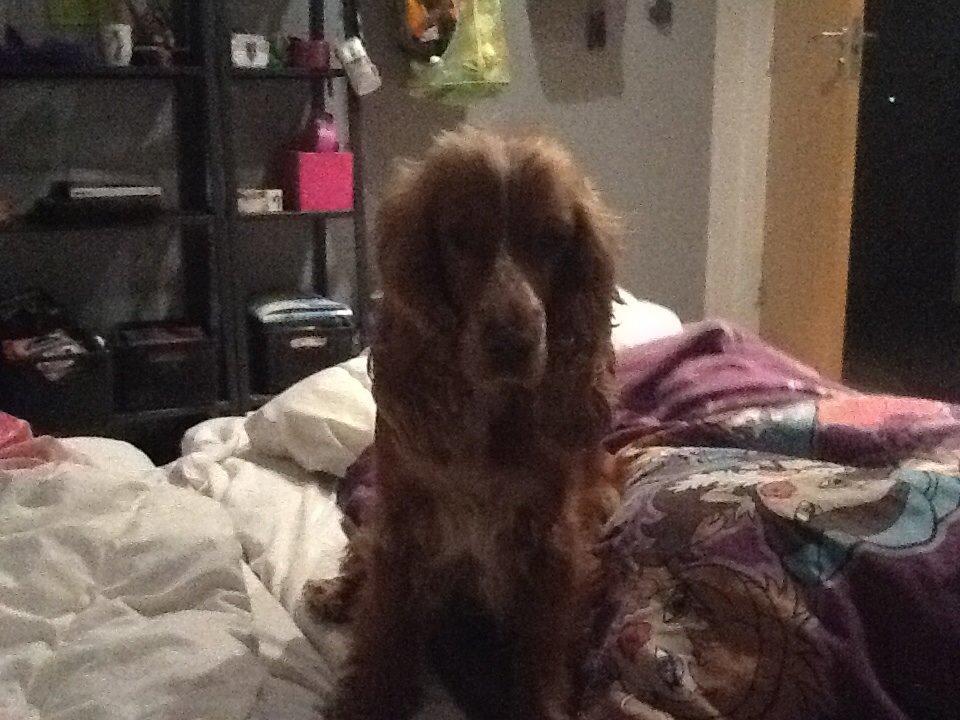 Cocker spaniel Sisse billede 27