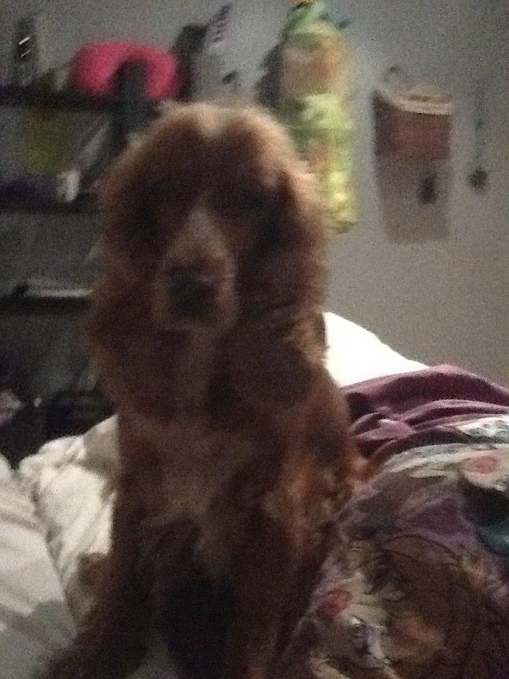 Cocker spaniel Sisse billede 28