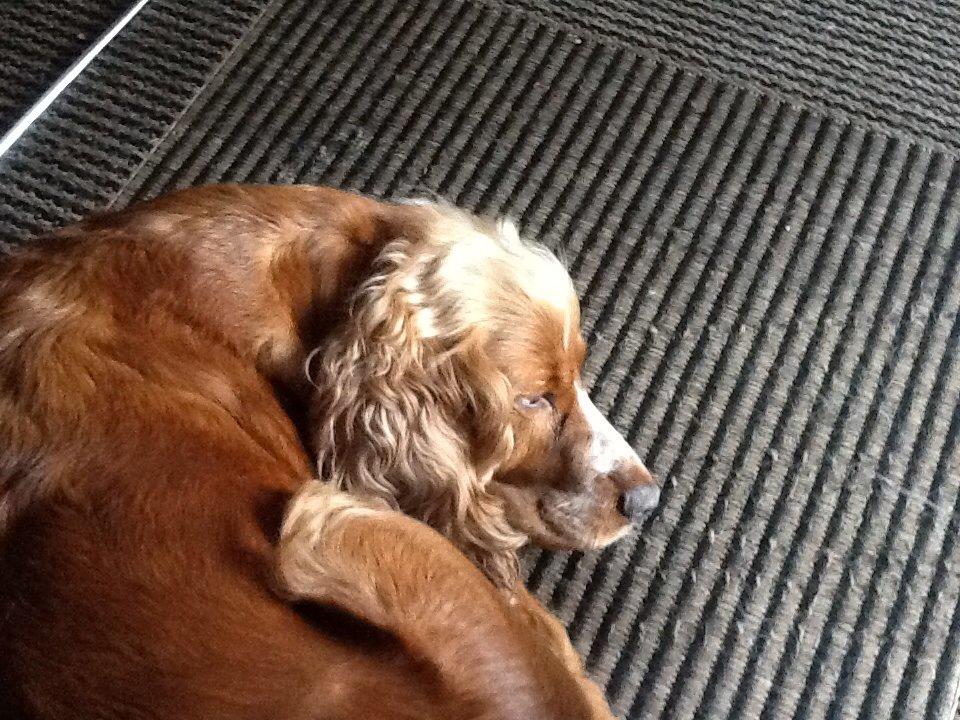 Cocker spaniel Sisse billede 29