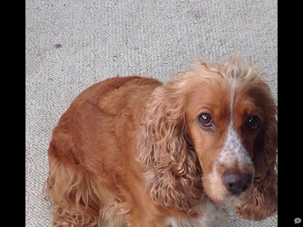 Cocker spaniel Sisse billede 30