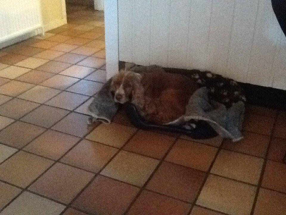 Cocker spaniel Sisse billede 32