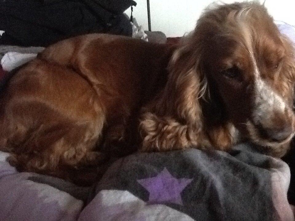 Cocker spaniel Sisse billede 33