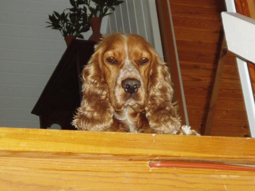 Cocker spaniel Sisse billede 34