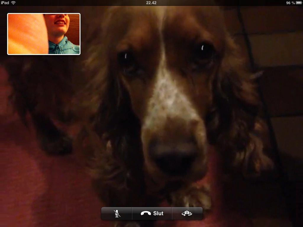 Cocker spaniel Sisse billede 35