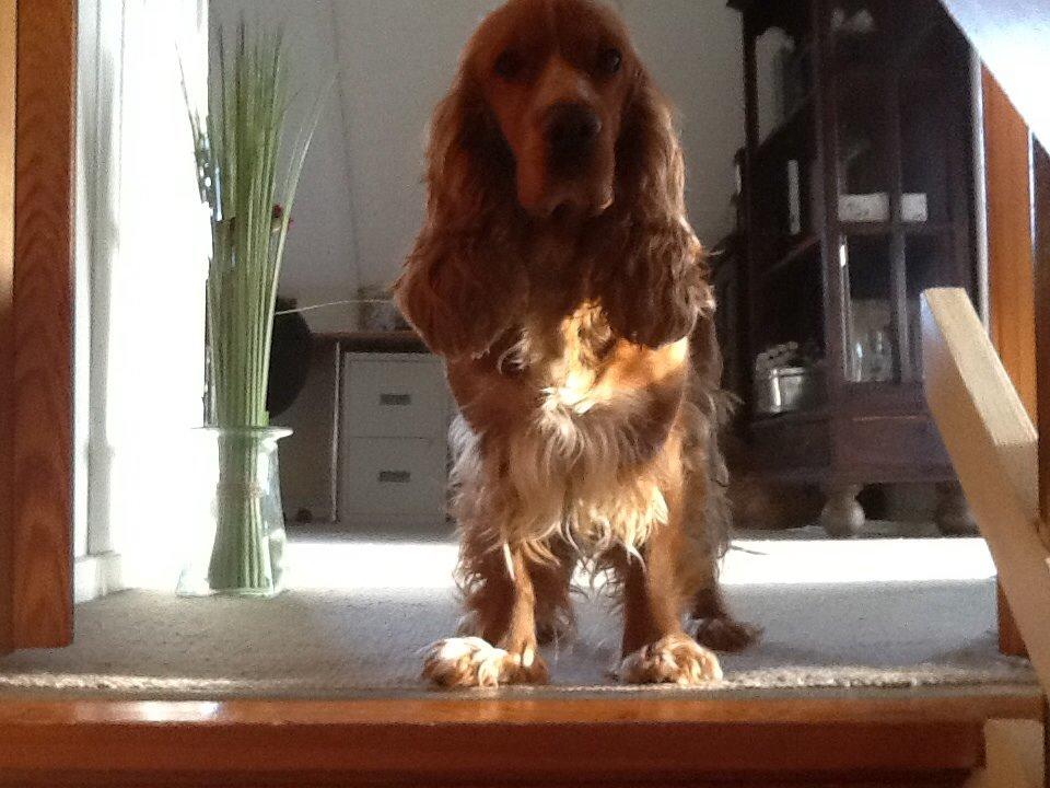 Cocker spaniel Sisse billede 36