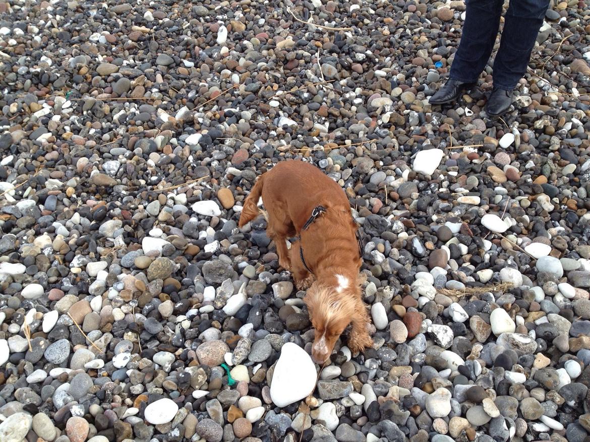 Cocker spaniel Sisse billede 37