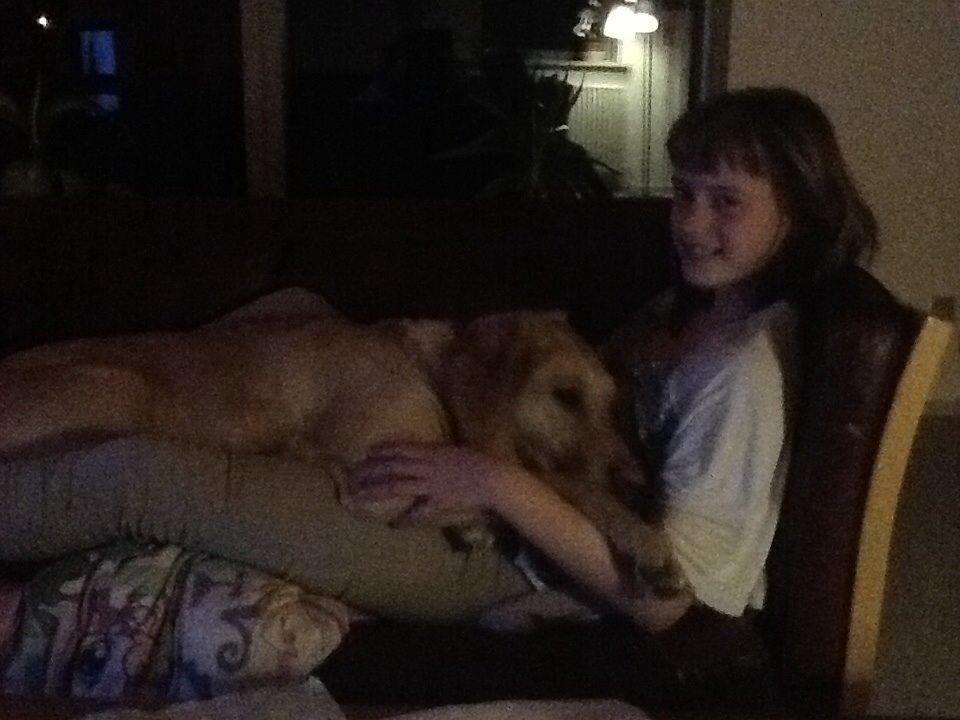 Labrador retriever Nikki billede 1