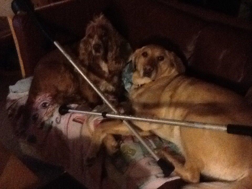 Labrador retriever Nikki billede 2