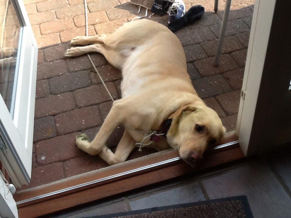 Labrador retriever Nikki billede 3