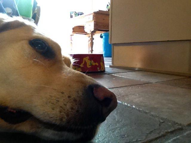 Labrador retriever Nikki billede 4