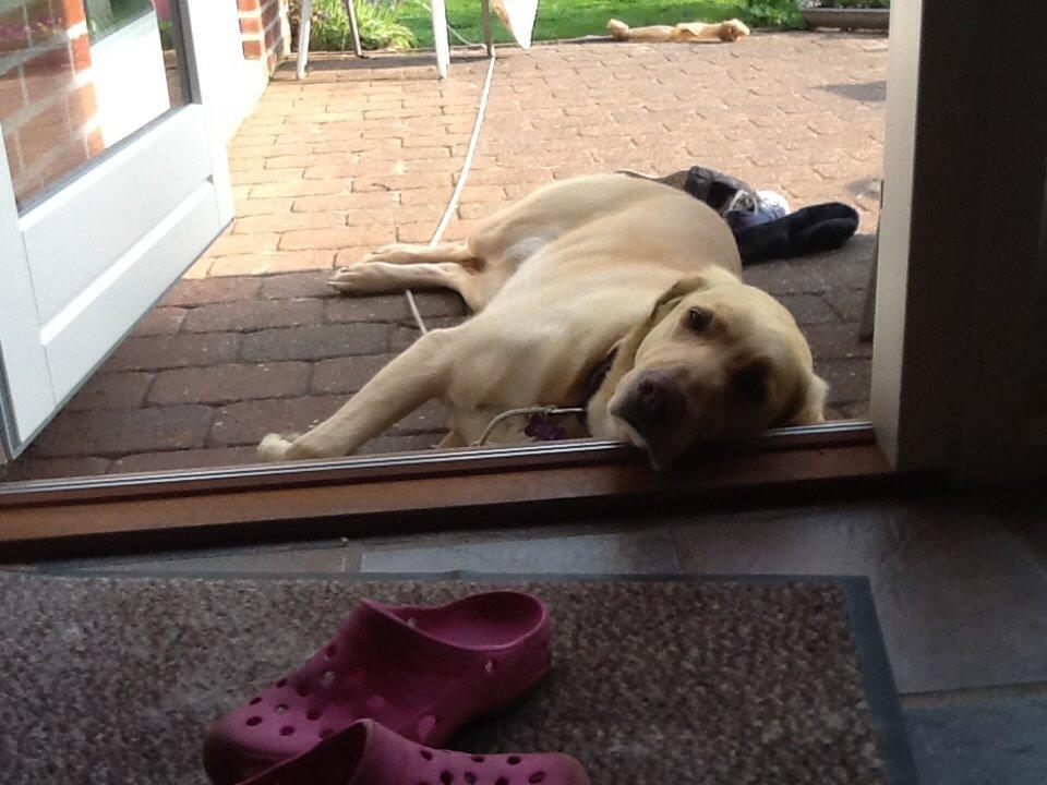 Labrador retriever Nikki billede 5