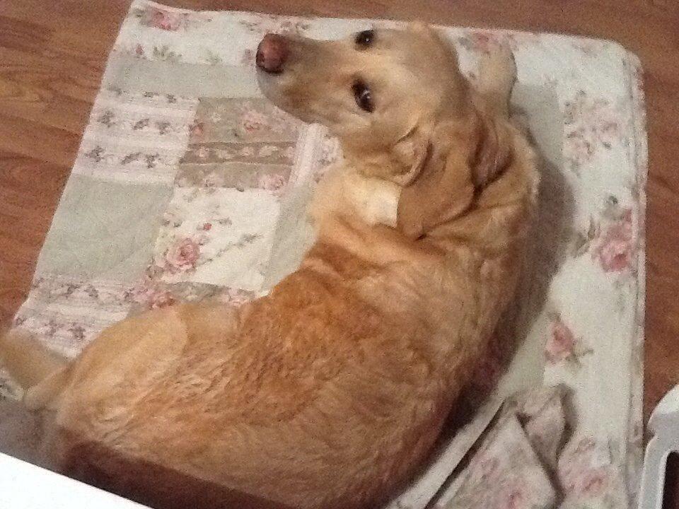 Labrador retriever Nikki billede 6