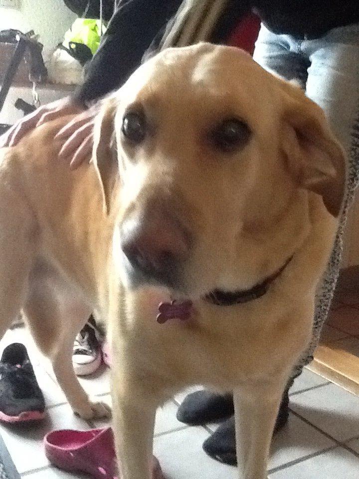 Labrador retriever Nikki billede 7