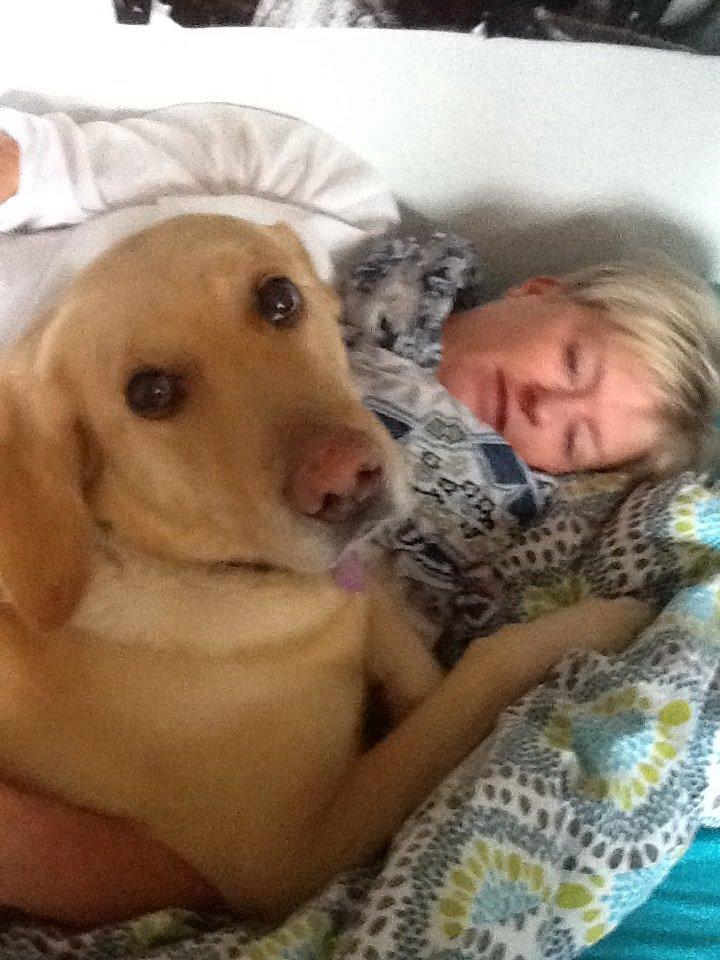 Labrador retriever Nikki billede 8