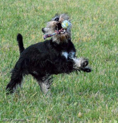 Dvaergschnauzer Qualificas Lauritz De Luxe - I fuld gang med at lege med bold billede 19