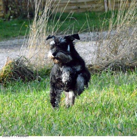 Dvaergschnauzer Qualificas Lauritz De Luxe billede 21