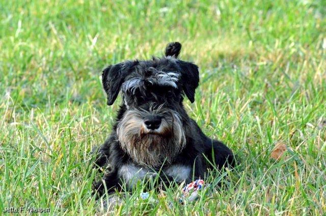 Dvaergschnauzer Qualificas Lauritz De Luxe billede 22
