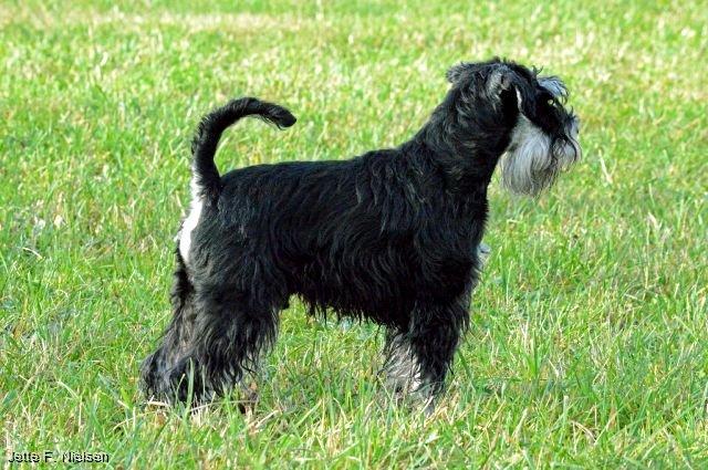 Dvaergschnauzer Qualificas Lauritz De Luxe billede 23