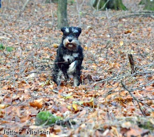 Dvaergschnauzer Qualificas Lauritz De Luxe billede 25